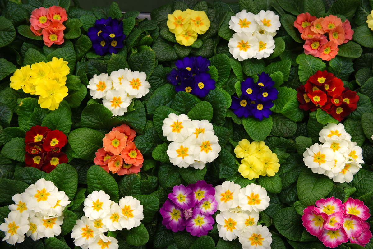 Sogemi: bando concessione punto vendita Mercato Fiori